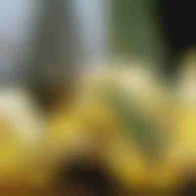 Panglică strălucitoare de Crăciun (500 cm) | SHINESTRAP