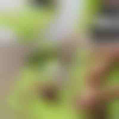 Placă de tăiat 2 în 1 cu recipient detașabil | CHOPPINATA