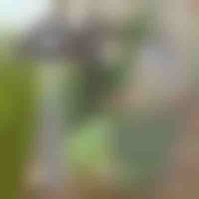 Sapă pentru îndepărtarea simplă a buruienilor | GRASSOE