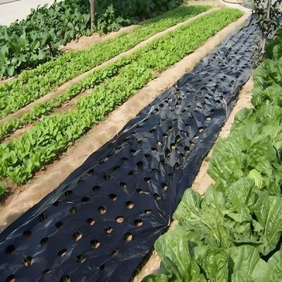 Folie pentru creșterea plantelor fără buruieni (0,95x10m) | VEGUARD